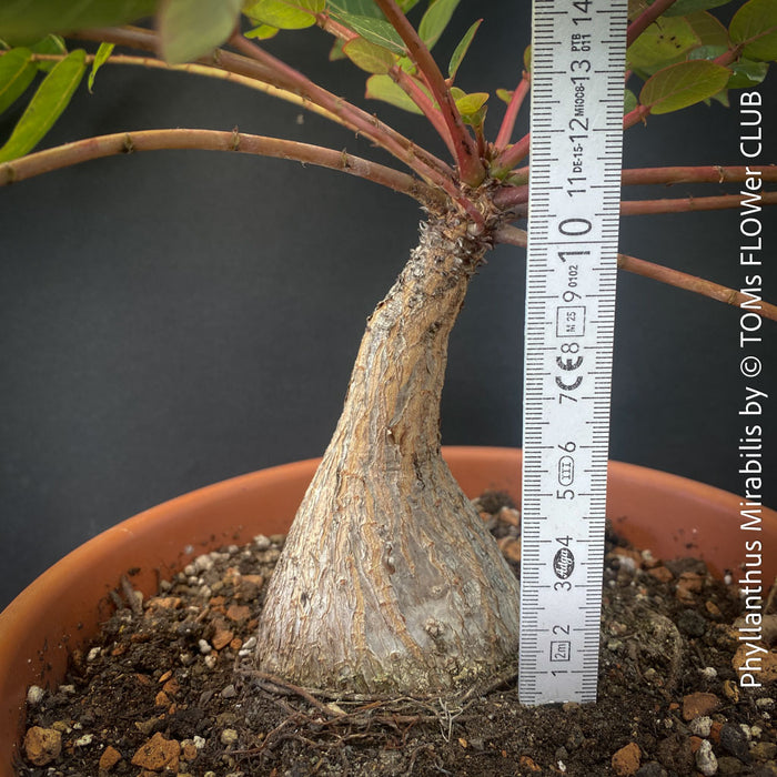 Phyllanthus Mirabilis, organically grown caudex plants for sale at TOMs FLOWer CLUB.