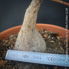Phyllanthus Mirabilis, organically grown caudex plants for sale at TOMs FLOWer CLUB.