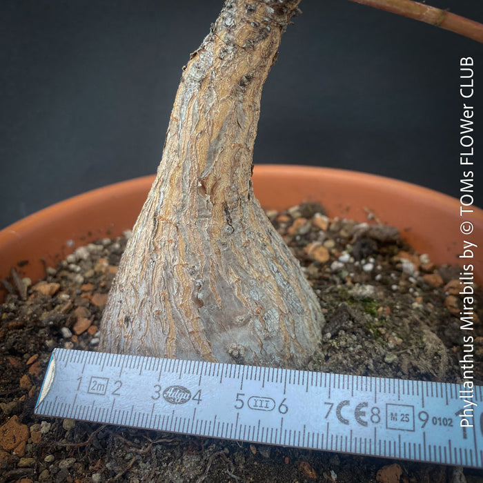 Phyllanthus Mirabilis, organically grown caudex plants for sale at TOMs FLOWer CLUB.