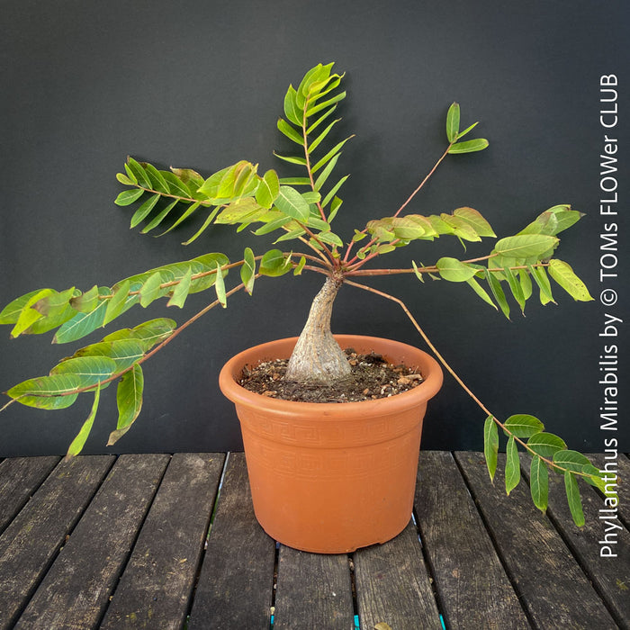 Phyllanthus Mirabilis, organically grown caudex plants for sale at TOMs FLOWer CLUB.
