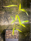 Phyllostachys Aureosulcata Aureocaulis - Golden Bamboo, invasive bamboo, organically grown tropical plants for sale at TOMs FLOWer CLUB