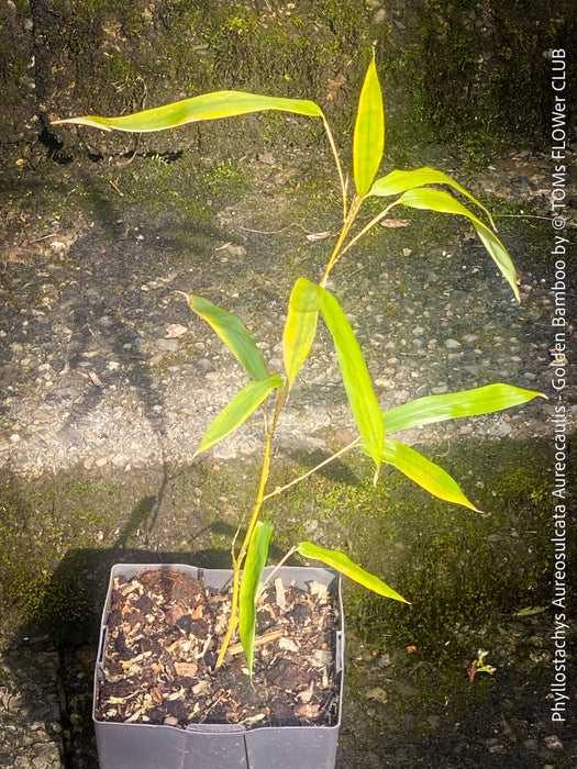 Phyllostachys Aureosulcata Aureocaulis - Golden Bamboo, invasive bamboo, organically grown tropical plants for sale at TOMs FLOWer CLUB