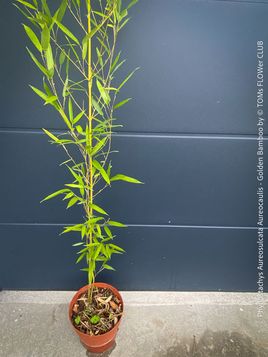 Phyllostachys Aureosulcata Aureocaulis - Golden Bamboo