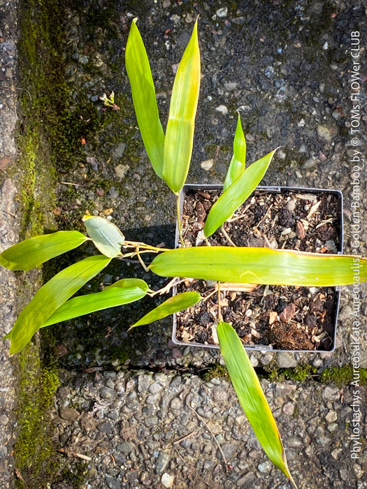 Phyllostachys Aureosulcata Aureocaulis - Golden Bamboo, invasive bamboo, organically grown tropical plants for sale at TOMs FLOWer CLUB