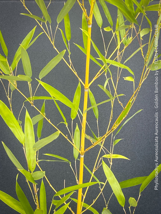 Phyllostachys Aureosulcata Aureocaulis - Golden Bamboo