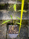 Phyllostachys Aureosulcata Aureocaulis - Golden Bamboo, invasive bamboo, organically grown tropical plants for sale at TOMs FLOWer CLUB