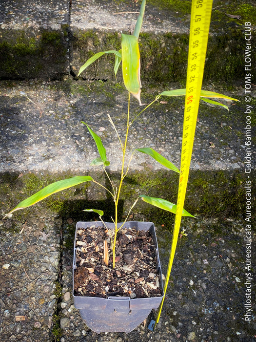 Phyllostachys Aureosulcata Aureocaulis - Golden Bamboo, invasive bamboo, organically grown tropical plants for sale at TOMs FLOWer CLUB