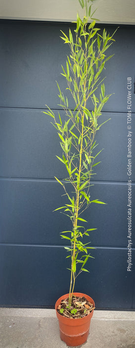 Phyllostachys Aureosulcata Aureocaulis - Golden Bamboo