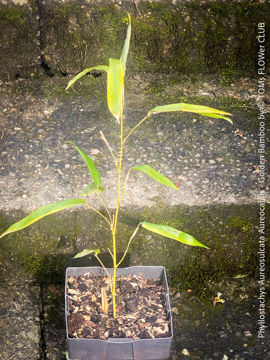 Phyllostachys Aureosulcata Aureocaulis - Golden Bamboo, invasive bamboo, organically grown tropical plants for sale at TOMs FLOWer CLUB