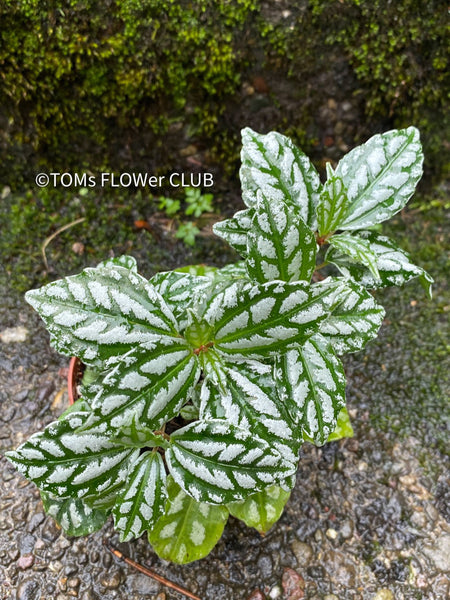 Pilea Cadiere, organically grown tropical plants for sale at TOMsFLOWer CLUB.