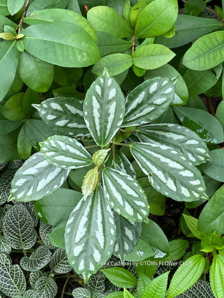 Pilea Cadiere, organically grown tropical plants for sale at TOMsFLOWer CLUB.