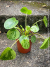 Healthy Pilea Peperomioides ‘Mojito’ cultivated in Switzerland and available at TOMs FLOWer CLUB
