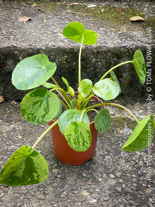 Healthy Pilea Peperomioides ‘Mojito’ cultivated in Switzerland and available at TOMs FLOWer CLUB