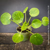 A potted plant of Pilea peperomioides 'Mojito' with vibrant green, round, heart-shaped leaves, shown in a light green plastic pot on a rustic dark wooden surface against a dark gray background.