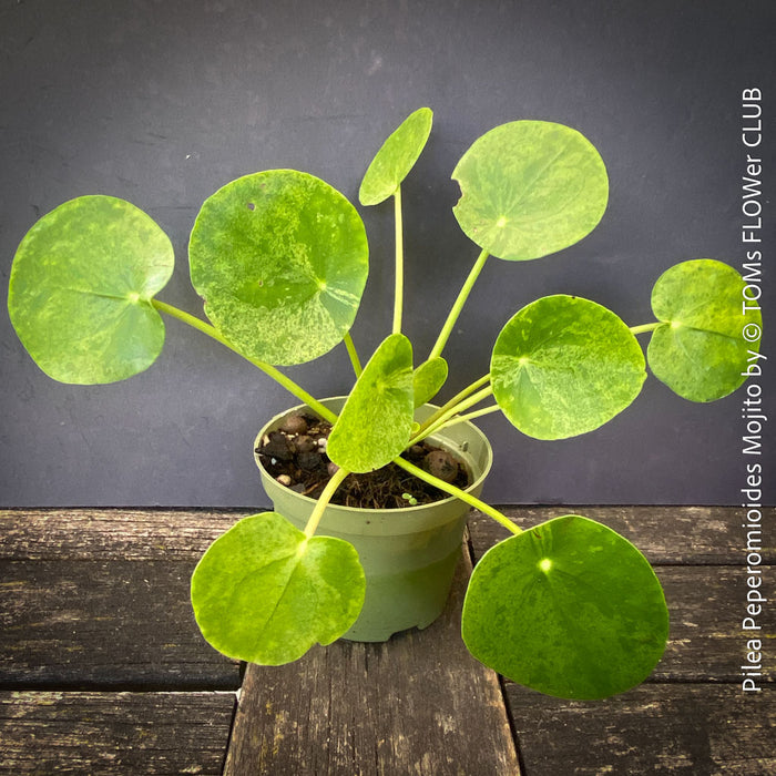 A potted plant of Pilea peperomioides 'Mojito' with vibrant green, round, heart-shaped leaves, shown in a light green plastic pot on a rustic dark wooden surface against a dark gray background.