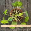 Organically grown Pilea ‘Mojito’ with distinctive variegated leaves available from TOMs FLOWer CLUB
