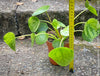 Healthy Pilea Peperomioides ‘Mojito’ cultivated in Switzerland and available at TOMs FLOWer CLUB