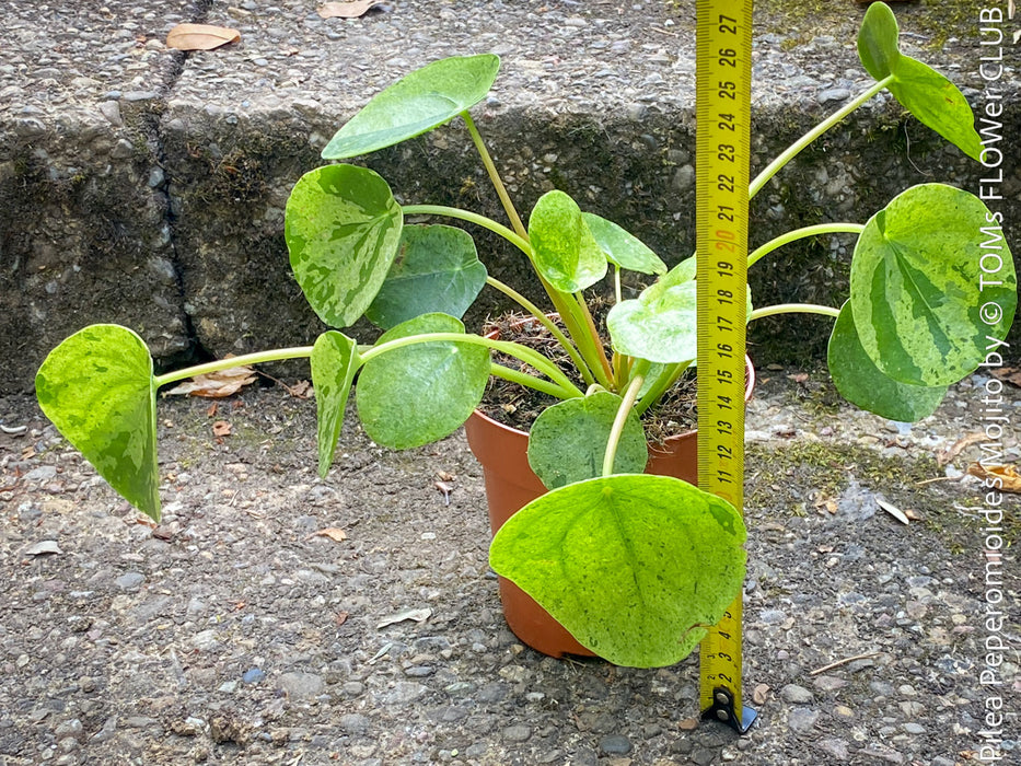 Healthy Pilea Peperomioides ‘Mojito’ cultivated in Switzerland and available at TOMs FLOWer CLUB