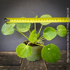 Pilea Peperomioides Mojito foliage available for sale at TOMs FLOWer CLUB 