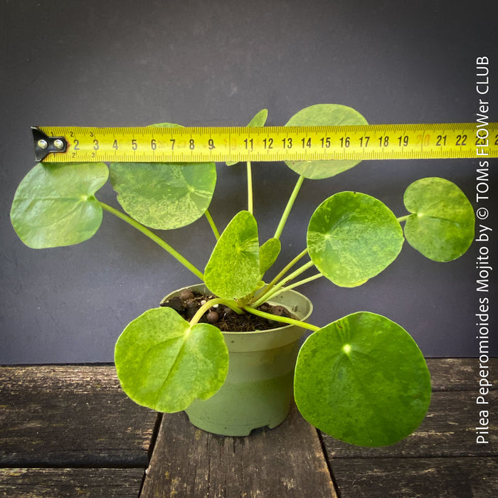Pilea Peperomioides Mojito foliage available for sale at TOMs FLOWer CLUB 