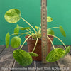 Organically grown Pilea ‘Mojito’ with distinctive variegated leaves available from TOMs FLOWer CLUB