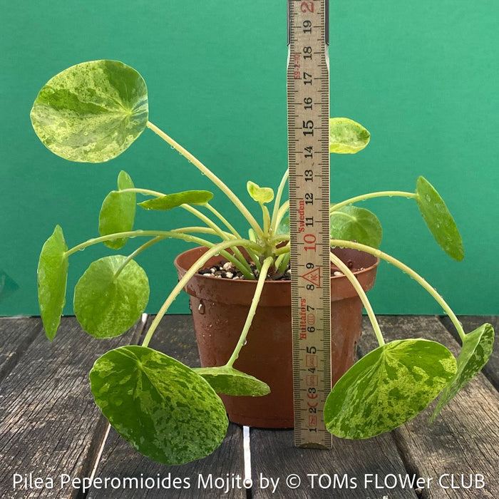 Organically grown Pilea ‘Mojito’ with distinctive variegated leaves available from TOMs FLOWer CLUB