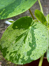 Compact Pilea ‘Mojito’ with emerging baby plants for sale at TOMs FLOWer CLUB