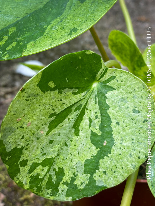 Compact Pilea ‘Mojito’ with emerging baby plants for sale at TOMs FLOWer CLUB