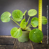 Pilea Peperomioides Mojito foliage available for sale at TOMs FLOWer CLUB 