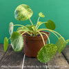 Rare Pilea Peperomioides ‘Mojito’ houseplant for sale at TOMs FLOWer CLUB