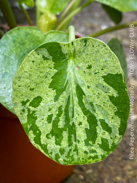 Compact Pilea ‘Mojito’ with emerging baby plants for sale at TOMs FLOWer CLUB