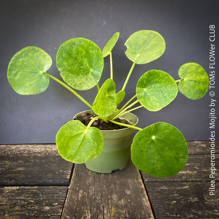 Pilea Peperomioides Mojito foliage available for sale at TOMs FLOWer CLUB 