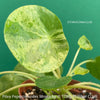 Mojito leaf of Rare Pilea Peperomioides ‘Mojito’ houseplant for sale at TOMs FLOWer CLUB