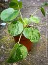 Close-up of Pilea Peperomioides ‘Mojito’ foliage available from TOMs FLOWer CLUB