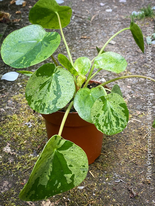 Close-up of Pilea Peperomioides ‘Mojito’ foliage available from TOMs FLOWer CLUB