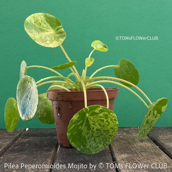 Pilea Peperomioides ‘Mojito’ with speckled green-yellow foliage available at TOMs FLOWer CLUB