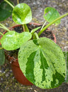 Close-up of Pilea Peperomioides ‘Mojito’ foliage available from TOMs FLOWer CLUB