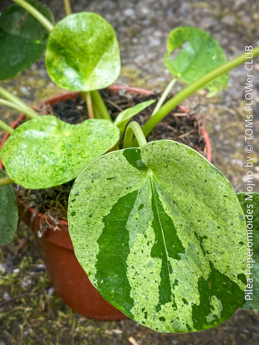 Close-up of Pilea Peperomioides ‘Mojito’ foliage available from TOMs FLOWer CLUB
