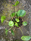 Decorative Chinese Money Plant Pilea ‘Mojito’ available at TOMs FLOWer CLUB