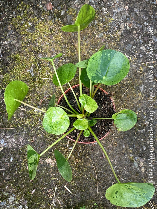 Decorative Chinese Money Plant Pilea ‘Mojito’ available at TOMs FLOWer CLUB