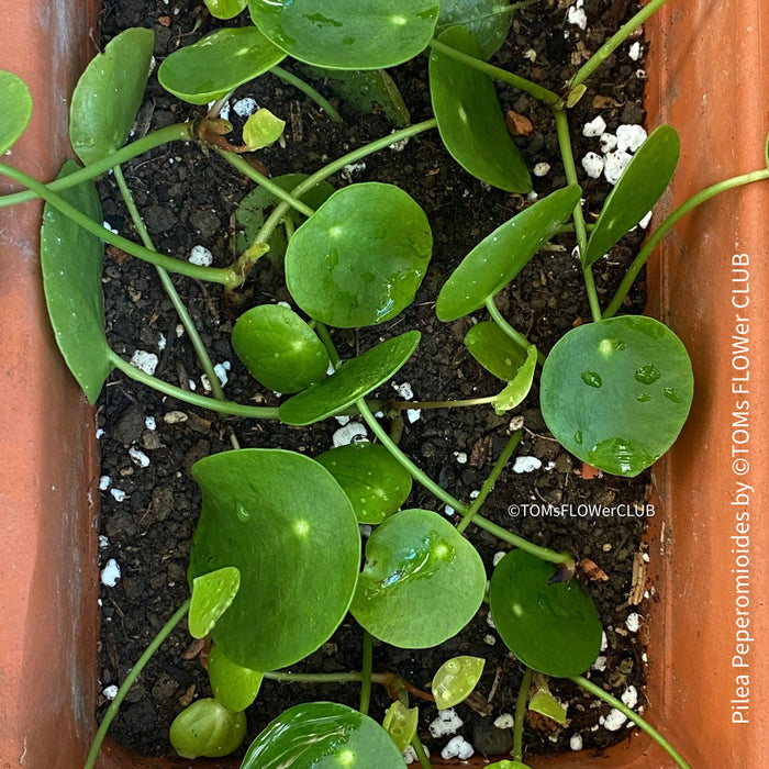 Pilea peperomioides on stem, organically grown tropical plants for sale at TOMs FLOWer CLUB.Pilea peperomioides on stem, organically grown tropical plants for sale at TOMs FLOWer CLUB.