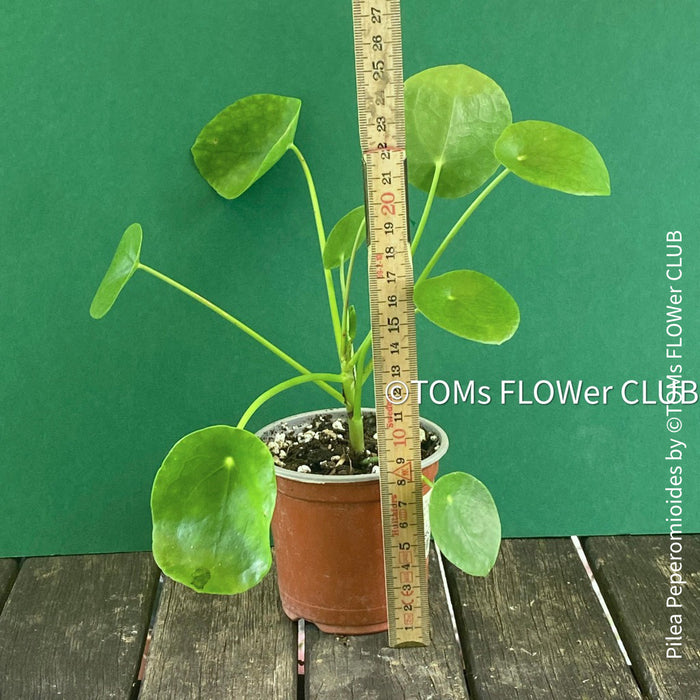 Pilea peperomioides on stem, organically grown tropical plants for sale at TOMs FLOWer CLUB.Pilea peperomioides on stem, organically grown tropical plants for sale at TOMs FLOWer CLUB.