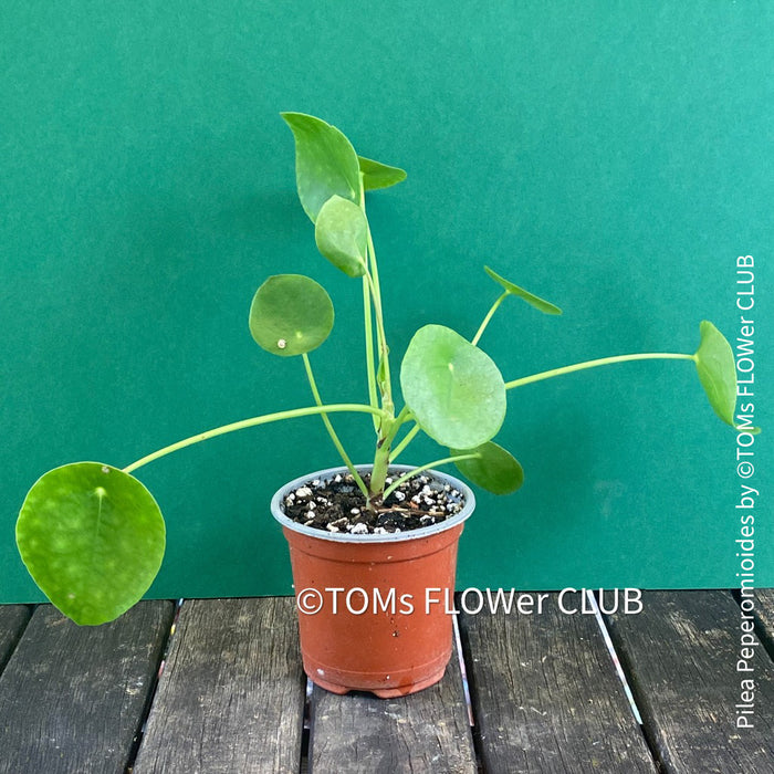 Pilea peperomioides on stem, organically grown tropical plants for sale at TOMs FLOWer CLUB.