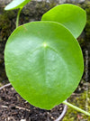 Pilea peperomioides on stem, organically grown tropical plants for sale at TOMs FLOWer CLUB.