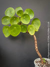 Pilea peperomioides on stem, organically grown tropical plants for sale at TOMs FLOWer CLUB.Pilea peperomioides on stem, organically grown tropical plants for sale at TOMs FLOWer CLUB.