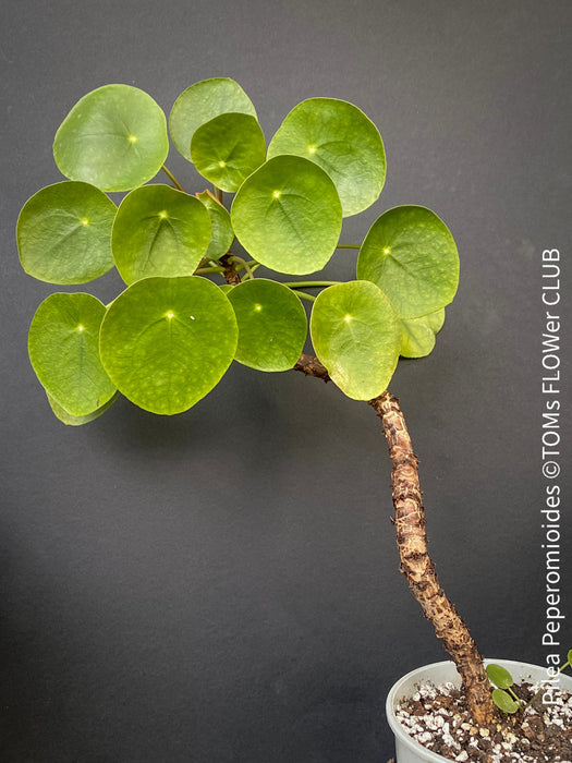 Pilea peperomioides on stem, organically grown tropical plants for sale at TOMs FLOWer CLUB.Pilea peperomioides on stem, organically grown tropical plants for sale at TOMs FLOWer CLUB.