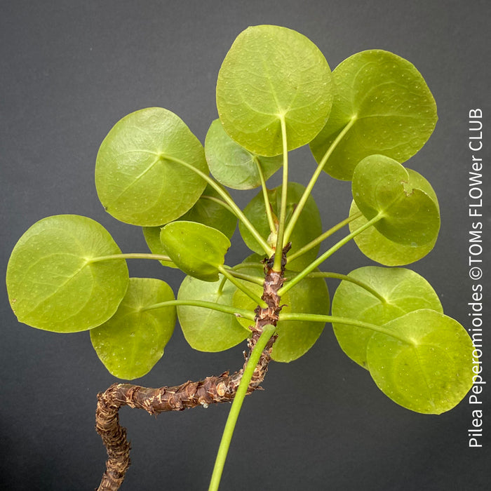 Pilea peperomioides on stem, organically grown tropical plants for sale at TOMs FLOWer CLUB.Pilea peperomioides on stem, organically grown tropical plants for sale at TOMs FLOWer CLUB.