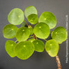 Pilea peperomioides on stem, organically grown tropical plants for sale at TOMs FLOWer CLUB.Pilea peperomioides on stem, organically grown tropical plants for sale at TOMs FLOWer CLUB.