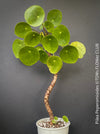 Pilea peperomioides on stem, organically grown tropical plants for sale at TOMs FLOWer CLUB.Pilea peperomioides on stem, organically grown tropical plants for sale at TOMs FLOWer CLUB.