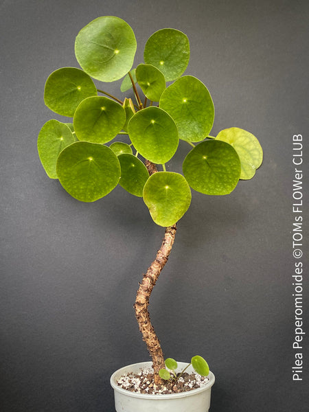 Pilea peperomioides on stem, organically grown tropical plants for sale at TOMs FLOWer CLUB.Pilea peperomioides on stem, organically grown tropical plants for sale at TOMs FLOWer CLUB.